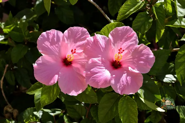 plantas ornamentais para jardim tropical