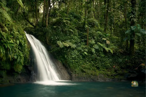 As plantas ornamentais para jardim tropical não se resumem apenas às suas cores e formas, mas também ao impacto que elas têm no ambiente.