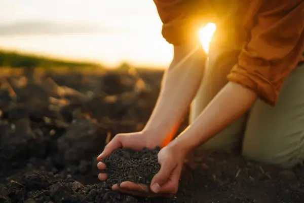 Você descobrirá os melhores fertilizantes naturais para hortas orgânicas, como aplicá-los corretamente e como essa prática pode transformar o cultivo no seu jardim ou quintal.