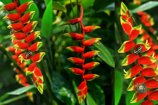 As plantas ornamentais para jardim tropical não se resumem apenas às suas cores e formas, mas também ao impacto que elas têm no ambiente.