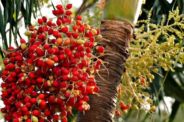 As plantas ornamentais para jardim tropical não se resumem apenas às suas cores e formas, mas também ao impacto que elas têm no ambiente.