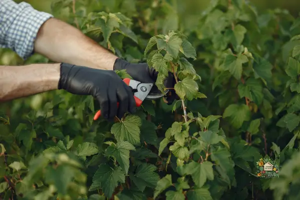 Quando e como podar árvores e arbustos no jardim será um guia para você reforçar o conhecimento, considerando que a poda é uma prática essencial.