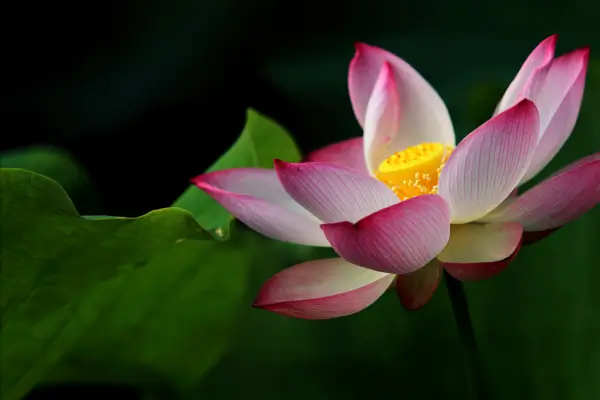 Descubra como criar jardins de baixa manutenção com espécies resistentes e dicas práticas para economizar tempo, água e cuidar com facilidade.