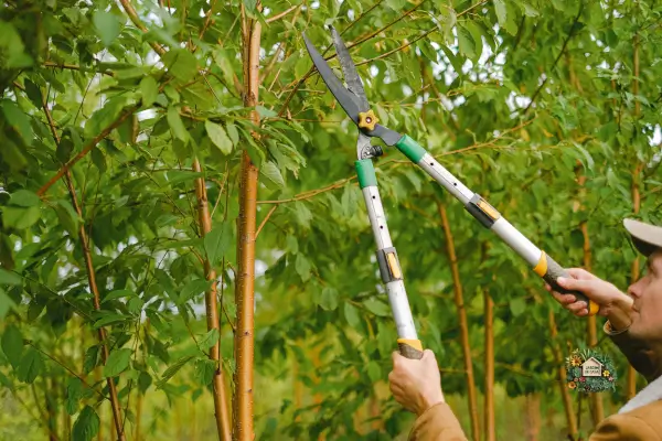 Quando e como podar árvores e arbustos no jardim será um guia para você reforçar o conhecimento, considerando que a poda é uma prática essencial.