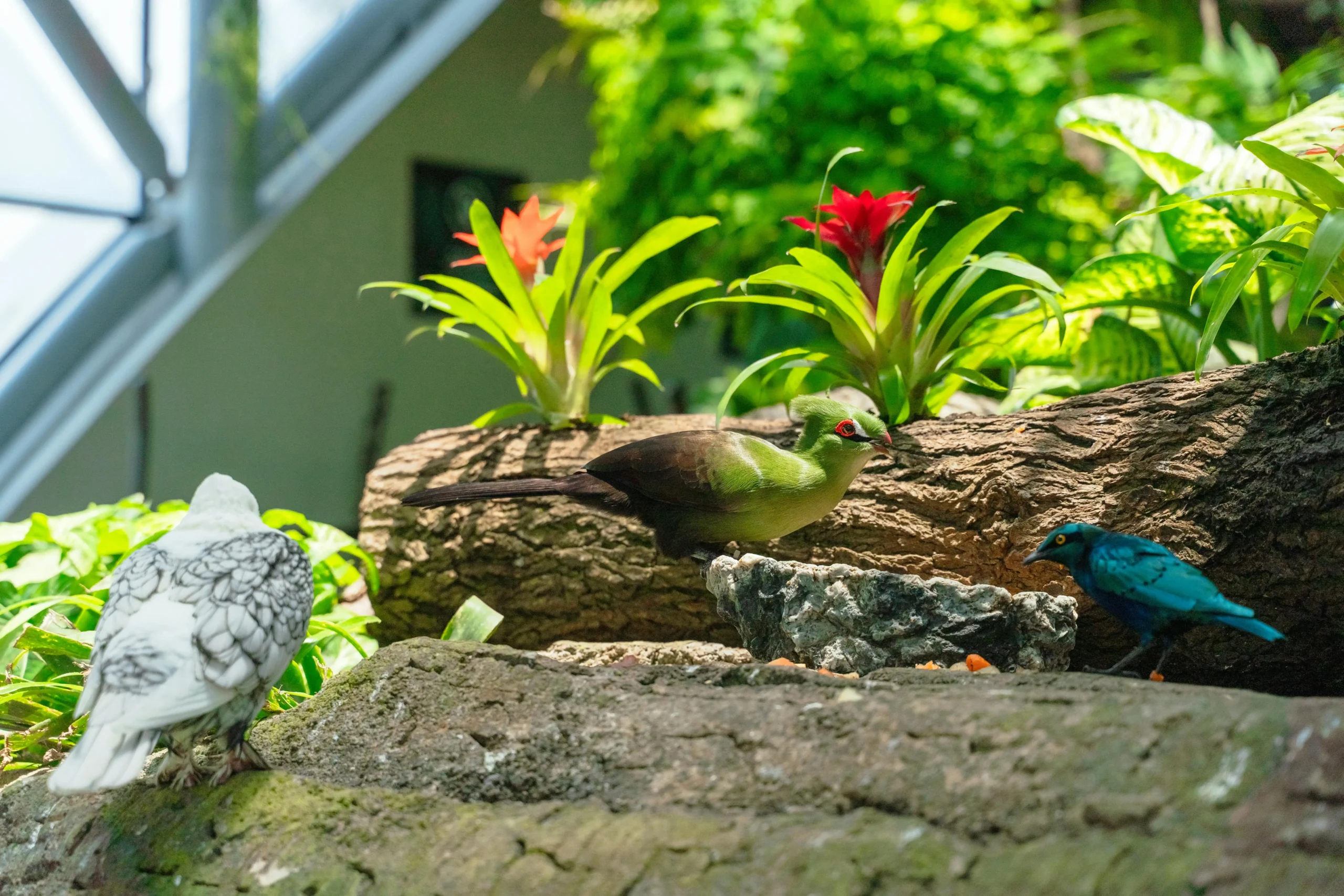 As plantas ornamentais para jardim tropical não se resumem apenas às suas cores e formas, mas também ao impacto que elas têm no ambiente.