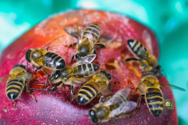 Maneiras de Atrair Abelhas e Borboletas Para o Jardim Com Flores Polinizadoras. Descubra como atrair abelhas e borboletas para seu jardim!