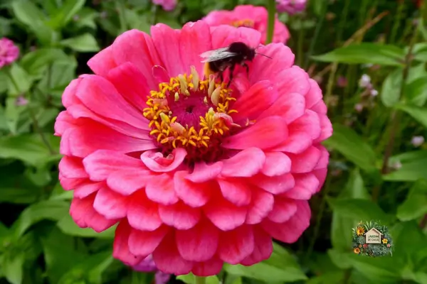 Maneiras de Atrair Abelhas e Borboletas Para o Jardim Com Flores Polinizadoras. Descubra como atrair abelhas e borboletas para seu jardim!