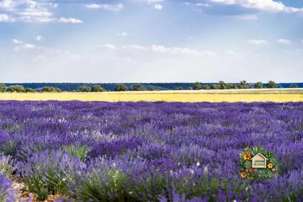 Descubra como criar jardins de baixa manutenção com espécies resistentes e dicas práticas para economizar tempo, água e cuidar com facilidade.