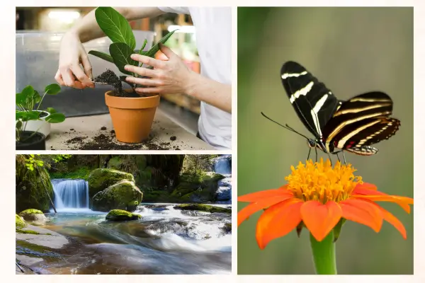 Descubra como criar jardins de baixa manutenção com espécies resistentes e dicas práticas para economizar tempo, água e cuidar com facilidade.