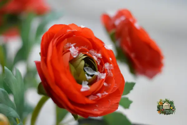 Descubra como proteger suas plantas do frio em regiões com inverno rigoroso, use dicas práticas, econômicas e eficazes para jardins saudáveis.