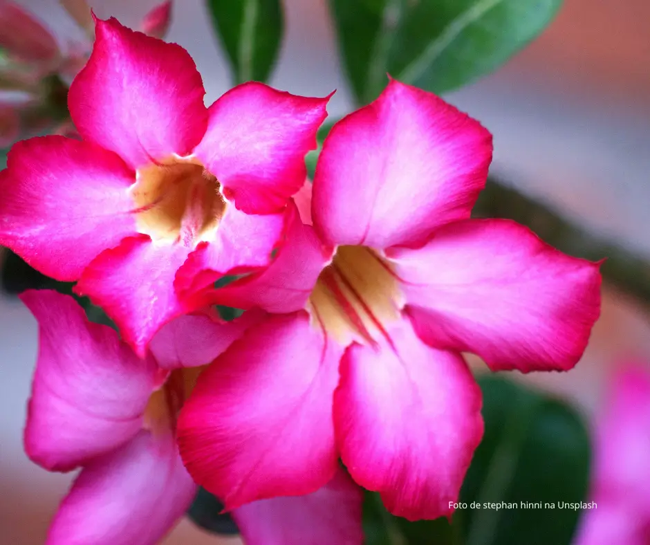"A rosa-do-deserto encanta com suas flores exóticas e sua incrível resistência ao sol escaldante — mas não dispensa jardinagem em casa. "