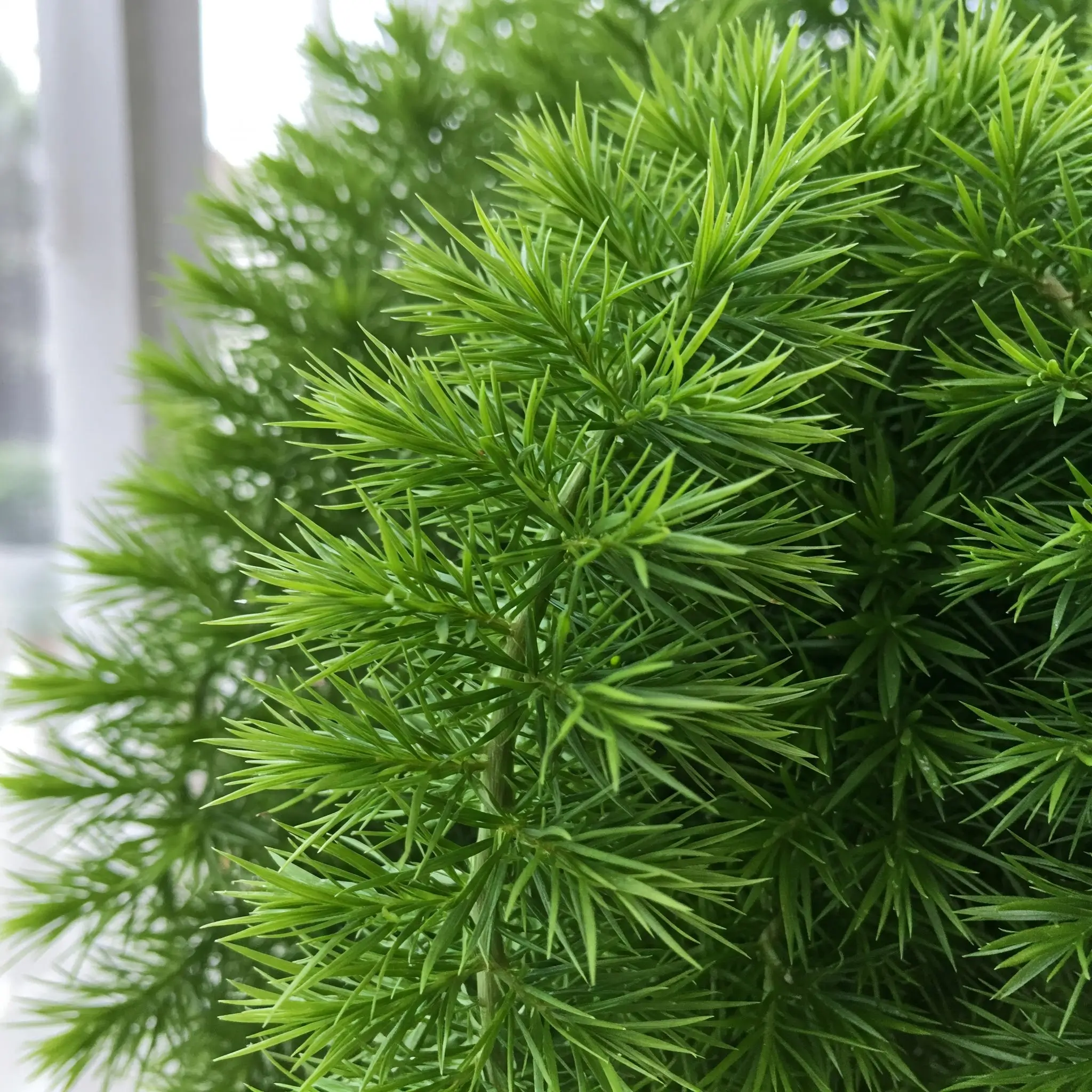 Como cultivar plantas ornamentais em casa é motivo de prazer e distração para pessoas que gostam de jardim