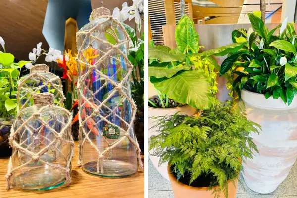 Descubra como vender plantas e vasos para decoração e transformar sua paixão por jardinagem em um negócio lucrativo. Dicas práticas...