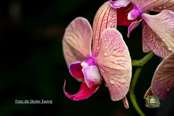 Orquídeas: Beleza Exótica E Segredos De Cultivo