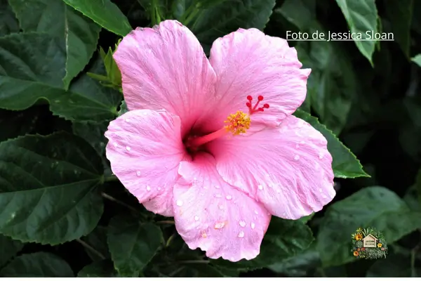 Contra manchas de roupas experimente Vanish