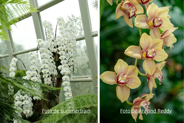 As orquídeas pertencem à família Orchidaceae.