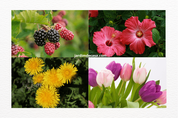 EXPERIMENTE VANISH EM MANCHAS DE PLANTAS EM ROUPAS