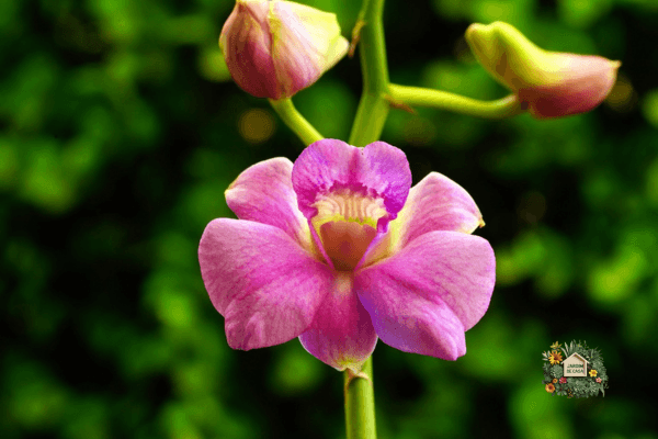 As orquídeas estão entre as plantas mais fascinantes do mundo, admiradas por sua beleza exótica, diversidade e capacidade de adaptação. 