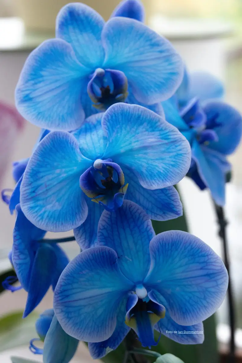 Close-up das orquídeas azul com pétalas delicadas em tonalidade vibrante, destacando sua forma exótica e elegante sob luz natural suave.