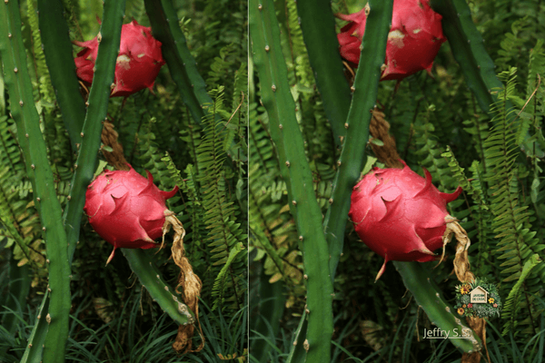 A pitaya fruta foi levada para regiões tropicais e subtropicais da Ásia, como Vietnã, Tailândia e China, onde ganhou popularidade