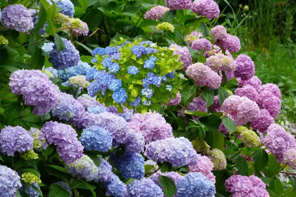 Hortênsias Em 2025: Por Que Elas Estão Em Alta?