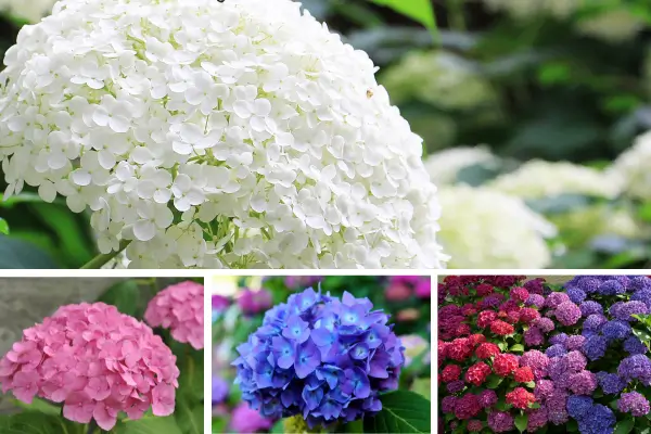 Hortênsias Em 2025: Por Que Elas Estão Em Alta?