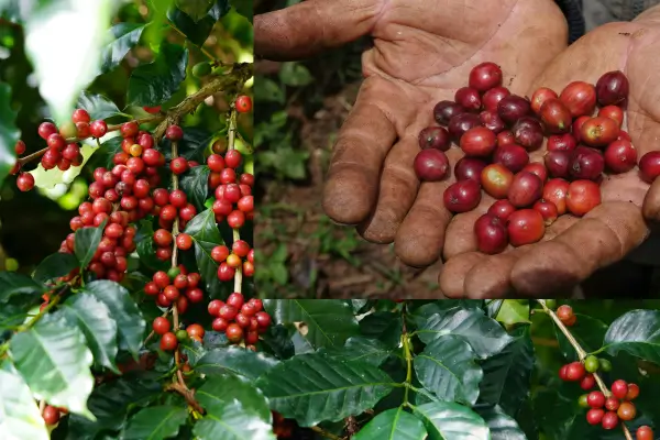 No mercado mundial do café, o Brasil permanece como um dos principais produtores e consumidores desse produto.