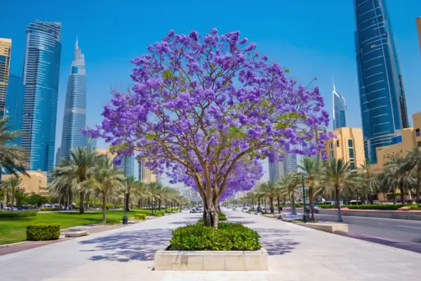 Aprenda técnicas práticas para cultivar o Manacá da Serra em vasos e canteiros, com dicas adaptadas a diferentes cidades e climas