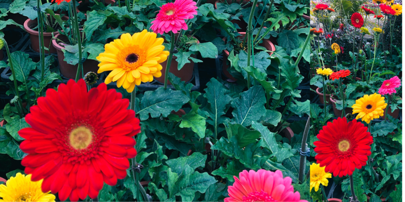 Descubra qual flor combina mais com seu jardim: rosas ou margaridas? Compare beleza, resistência e curiosidades para escolher a flor perfeita.