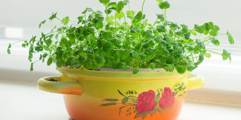 Aprenda hoje como conservar coentro por 1 Ano sem estragar. Você com este método simples vai cozinhar melhor e economizar tempo e dinheiro.