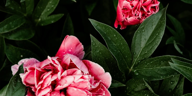 Descubra como cultivar peônias roxas, azuis e amarelas com elegância. Veja o passo a passo para ter flores exuberantes e cor em seu jardim!