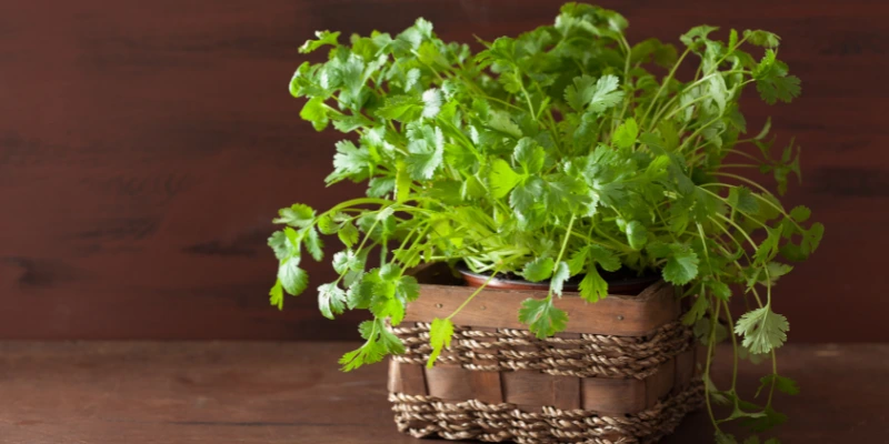 Aprenda hoje como conservar coentro por 1 Ano sem estragar. Você com este método simples vai cozinhar melhor e economizar tempo e dinheiro.