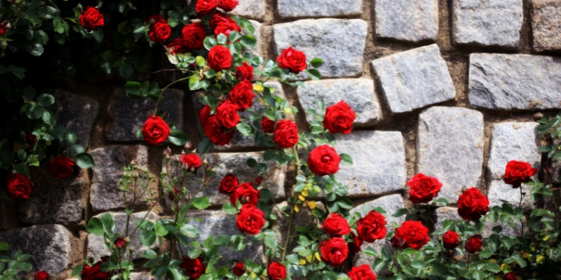10 segredos inéditos da roseira que podem gerar as rosas mais bonitas em seu jardim. São dicas práticas e inovadoras. Comece hoje mesmo!