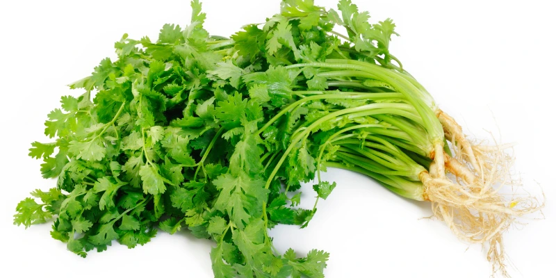 Aprenda hoje como conservar coentro por 1 Ano sem estragar. Você com este método simples vai cozinhar melhor e economizar tempo e dinheiro.