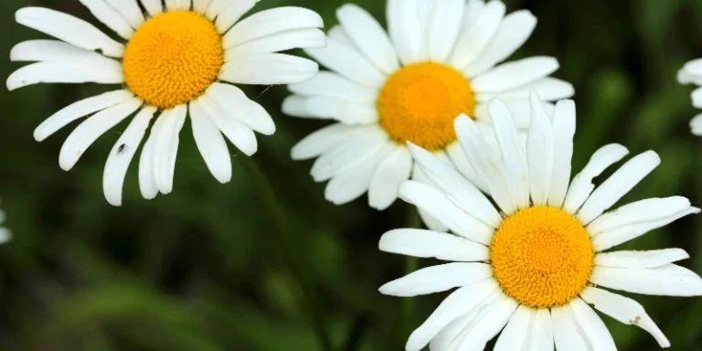 Descubra qual flor combina mais com seu jardim: rosas ou margaridas? Compare beleza, resistência e curiosidades para escolher a flor perfeita.
