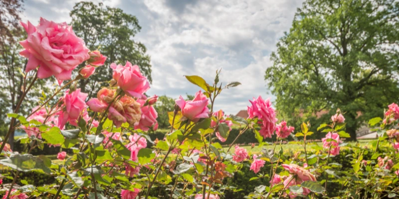 10 segredos inéditos da roseira que podem gerar as rosas mais bonitas em seu jardim. São dicas práticas e inovadoras. Comece hoje mesmo!