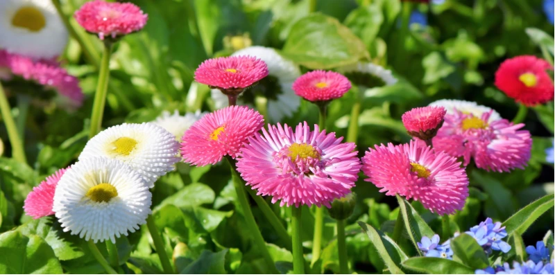 Descubra qual flor combina mais com seu jardim: rosas ou margaridas? Compare beleza, resistência e curiosidades para escolher a flor perfeita.