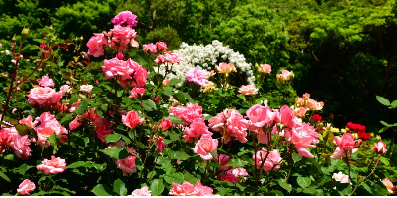 10 segredos inéditos da roseira que podem gerar as rosas mais bonitas em seu jardim. São dicas práticas e inovadoras. Comece hoje mesmo!