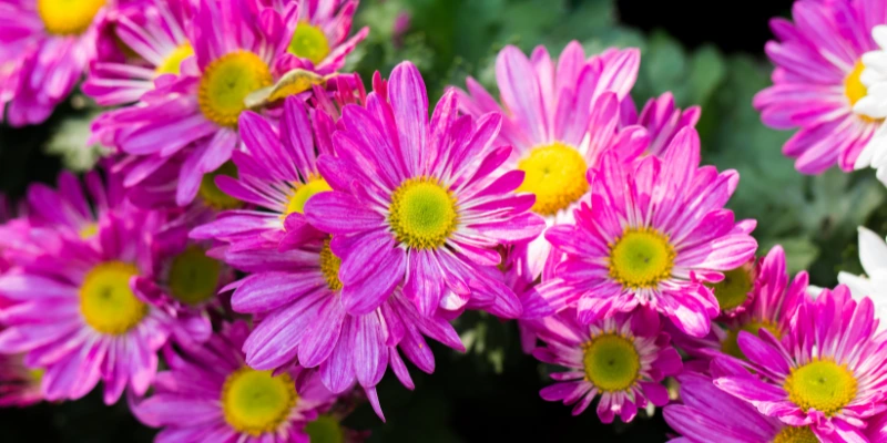 Descubra qual flor combina mais com seu jardim: rosas ou margaridas? Compare beleza, resistência e curiosidades para escolher a flor perfeita.