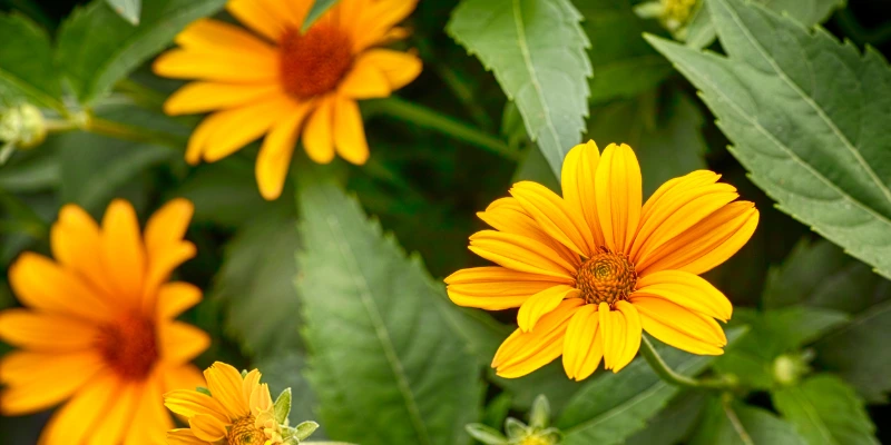 Descubra qual flor combina mais com seu jardim: rosas ou margaridas? Compare beleza, resistência e curiosidades para escolher a flor perfeita.