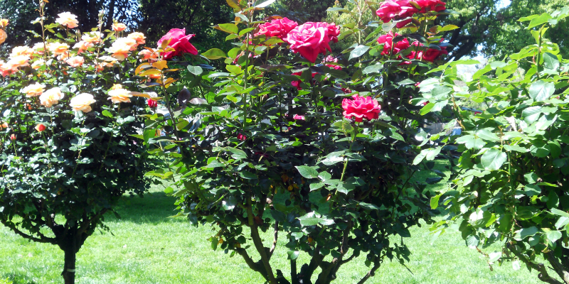 Como Cultivar Rosas: 10 Dicas Práticas para Jardineiros Iniciantes