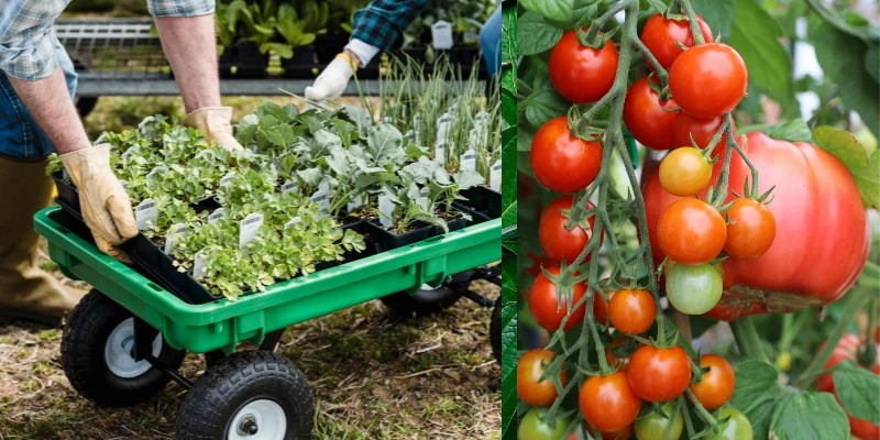 Aprenda como montar uma mini estufa em casa e transformar plantas em renda com baixo custo e muita criatividade. É fácil de fazer nesse Guia!