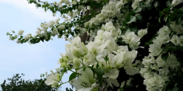 Multiplique plantas em setembro e transforme seu jardim em fonte de renda. Descubra espécies lucrativas, técnicas de cultivo e estratégias de venda para a primavera.