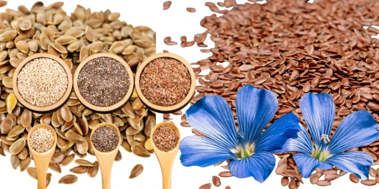 Aprenda como plantar e colher linhaça, descubra um mercado pouco explorado no Brasil e com grandes oportunidades de crescimento.