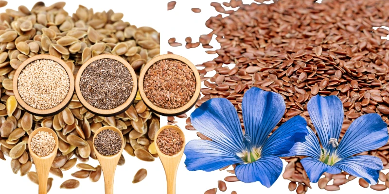 Aprenda como plantar e colher linhaça, descubra o mercado no Brasil e no mundo e veja por que essa semente é uma oportunidade lucrativa