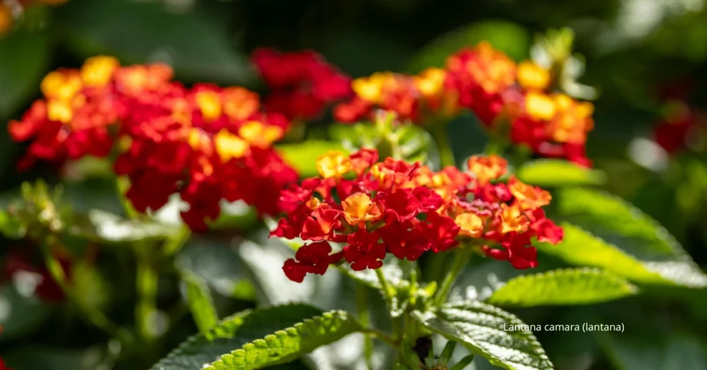Descubra 35 plantas que amam sol e que florescem com horas de luz — dicas reais para seu quintal ou varanda ensolarada.