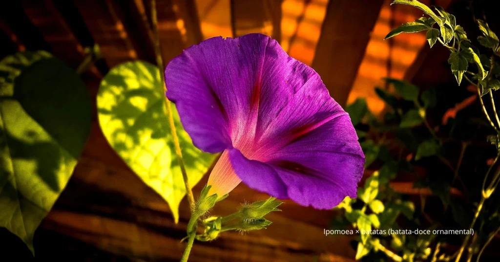 Descubra 35 plantas que amam sol e que florescem com horas de luz — dicas reais para seu quintal ou varanda ensolarada.