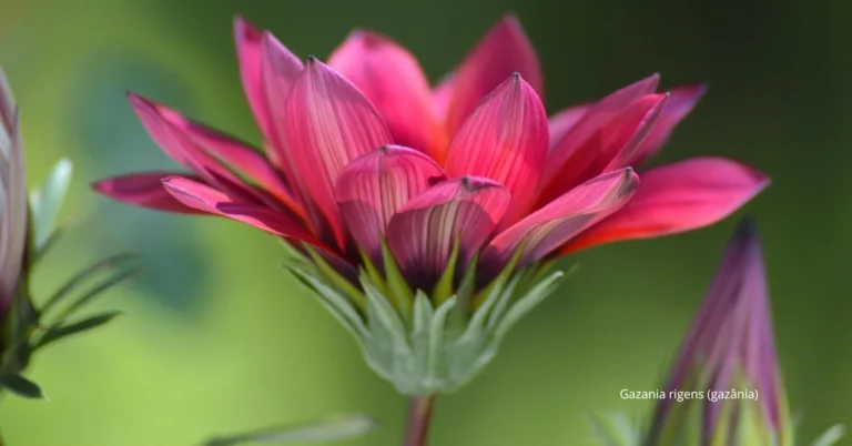 35 Plantas que Amam Sol e Ficam Cada Vez Mais Lindas Com Horas de Luz! 5 35 Plantas que Amam Sol e Ficam Cada Vez Mais Lindas Com Horas de Luz!