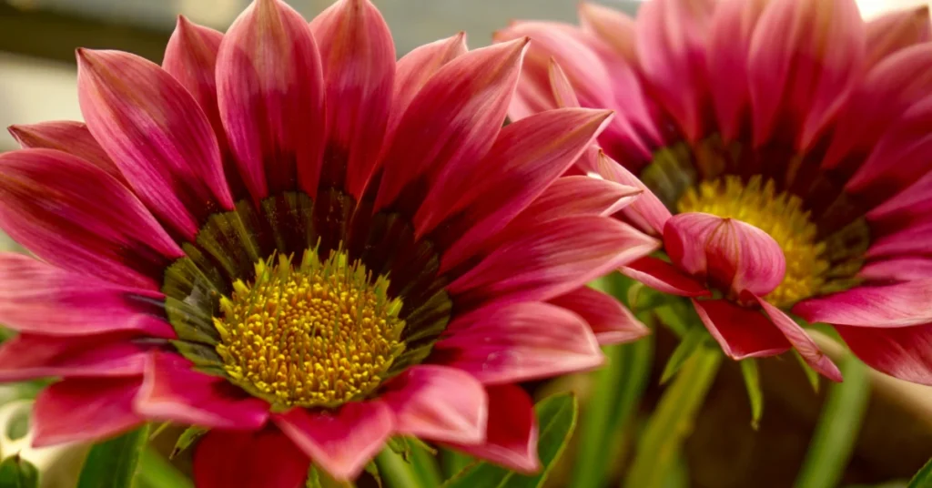 Descubra 35 plantas que amam sol e que florescem com horas de luz — dicas reais para seu quintal ou varanda ensolarada.