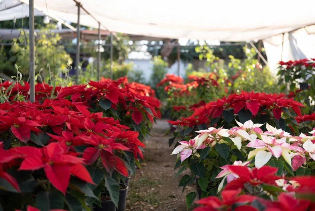 Árvores de Natal natural: Descubra 10 plantas perfeitas para montar a sua com significado. Mais do que decoração, energia, beleza e simbolismo.